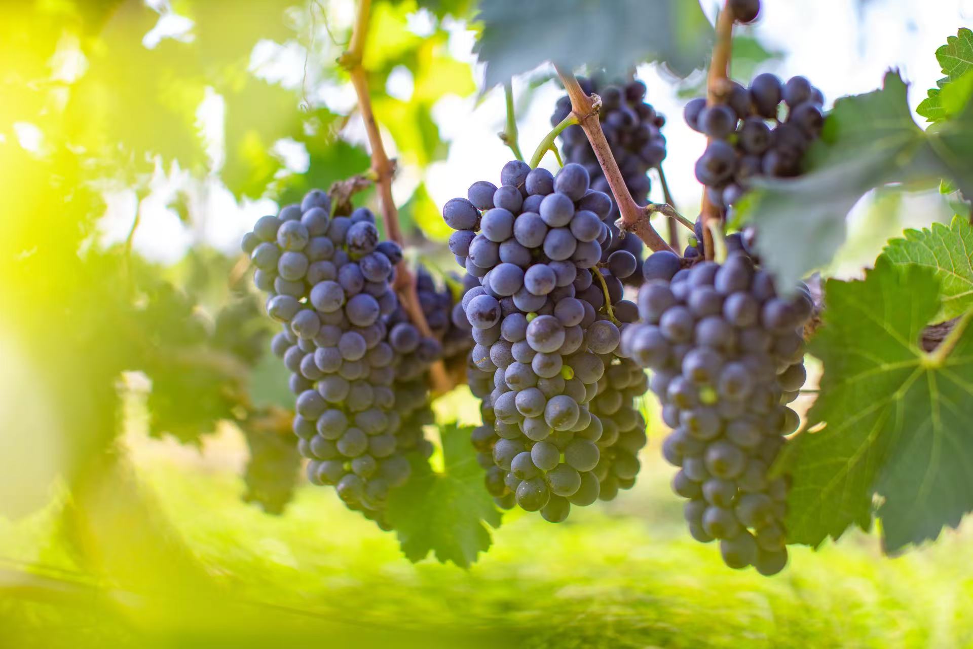 17582432402121094_1920x1280